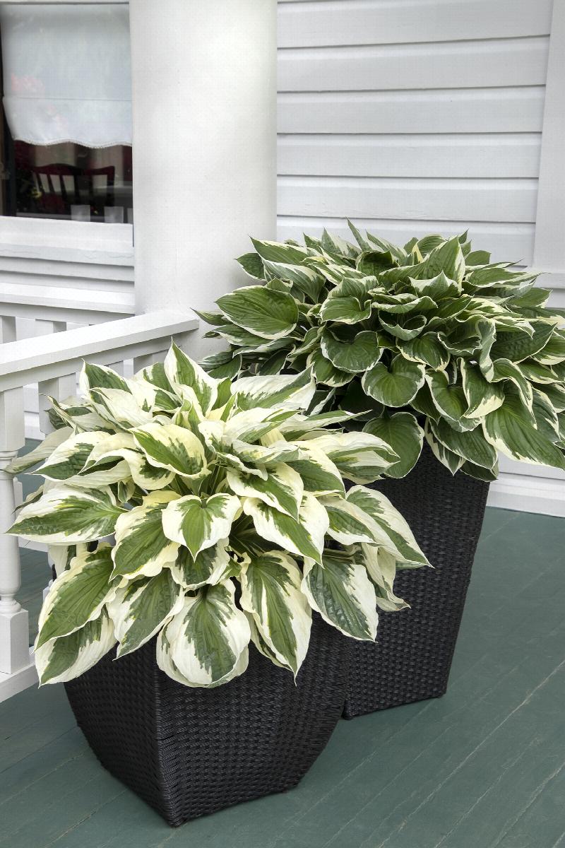 HOSTA PATRIOT