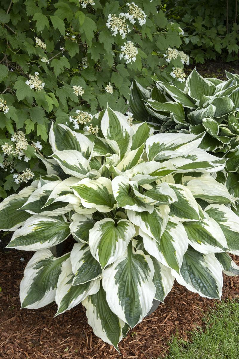 Little Red Nursery Hosta Patriot