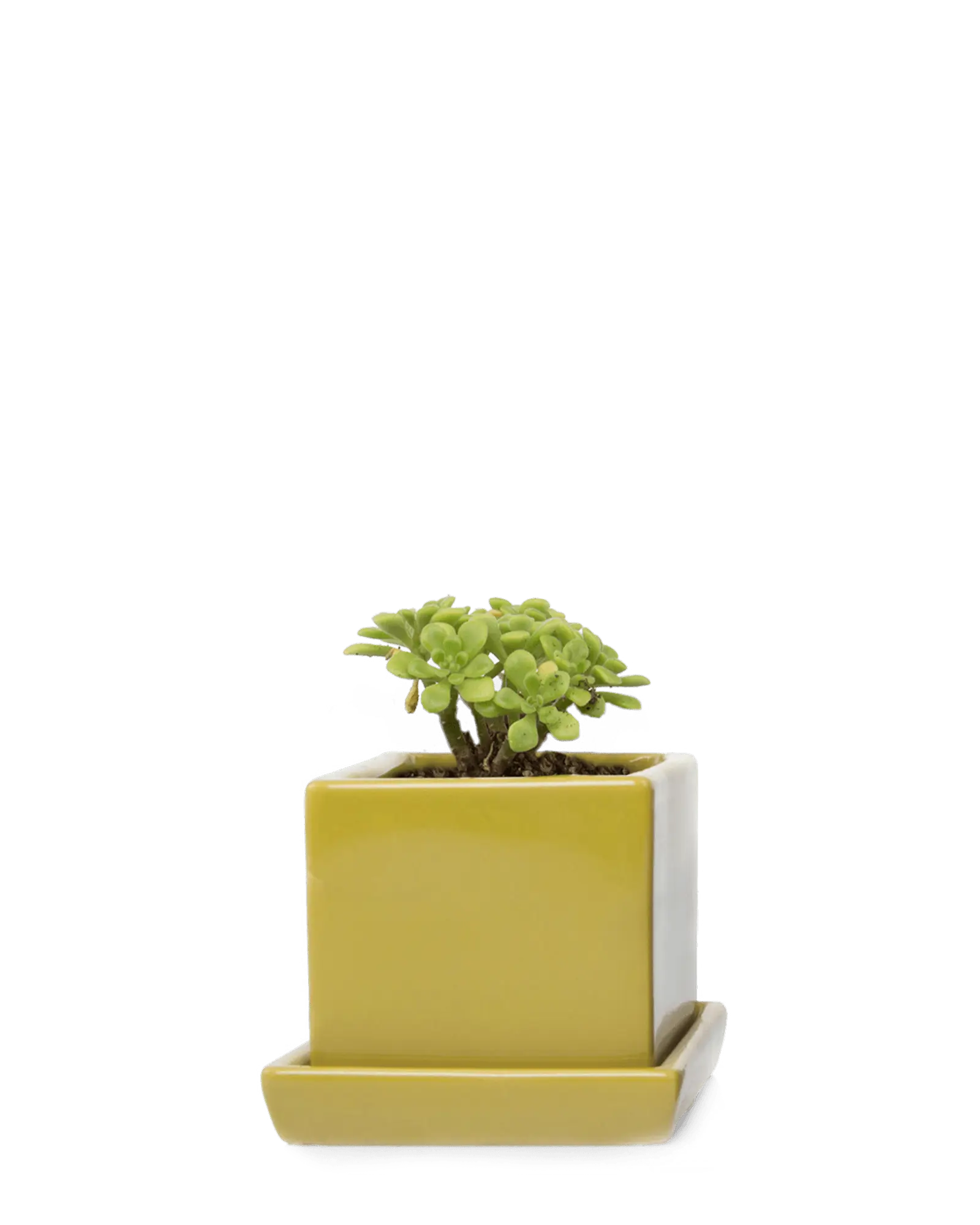 Cube & Saucer Ceramic Pot With Drainage Hole – Little Red Nursery, LLC