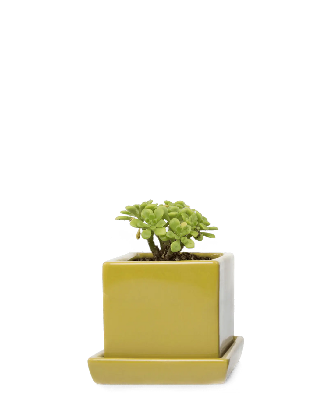 Cube & Saucer Ceramic Pot With Drainage Hole