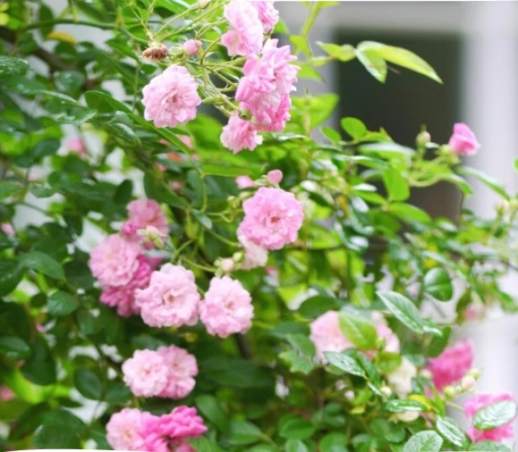 Rose Peggy Martin