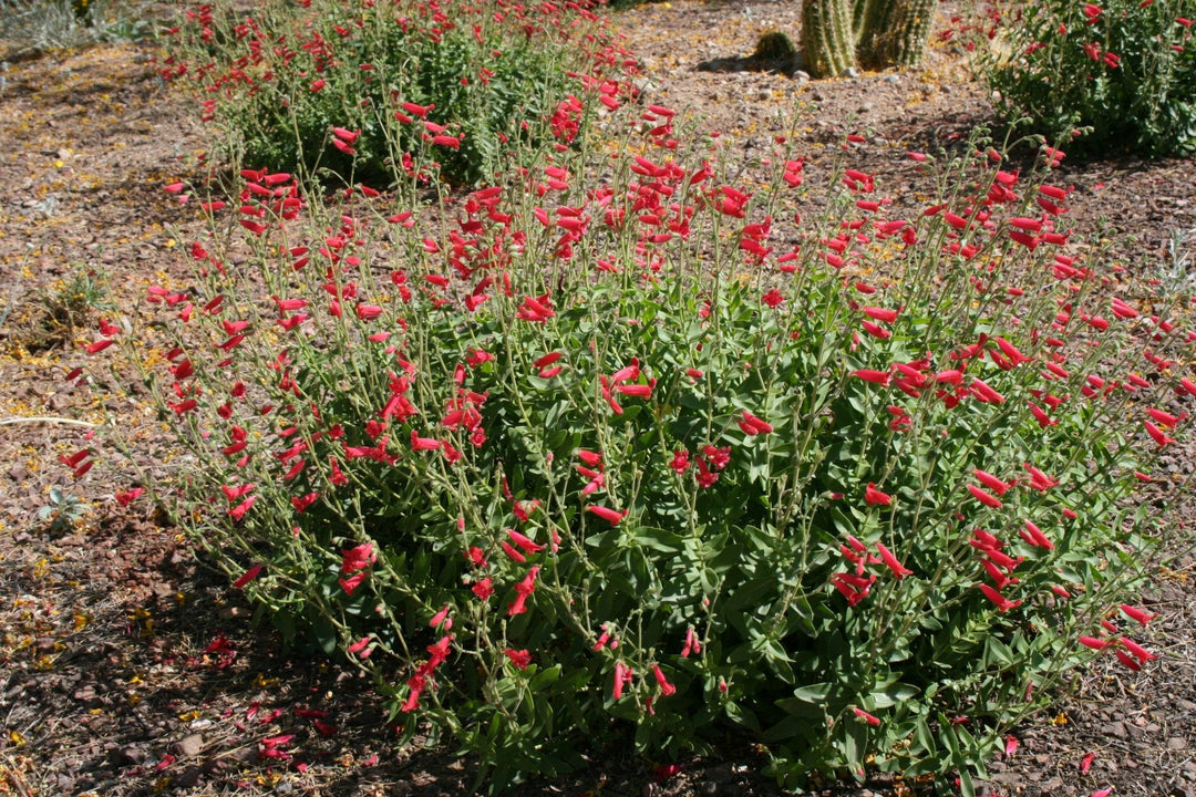 Penstemon Amphorellae Mexican Blue Penstemon