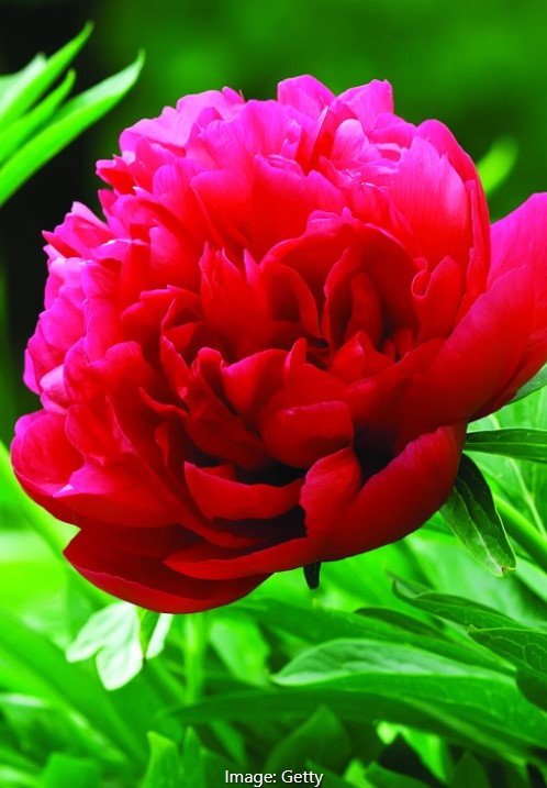 Lady in Red Peony