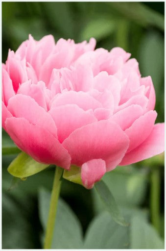 Peony Flower Seed Pkt