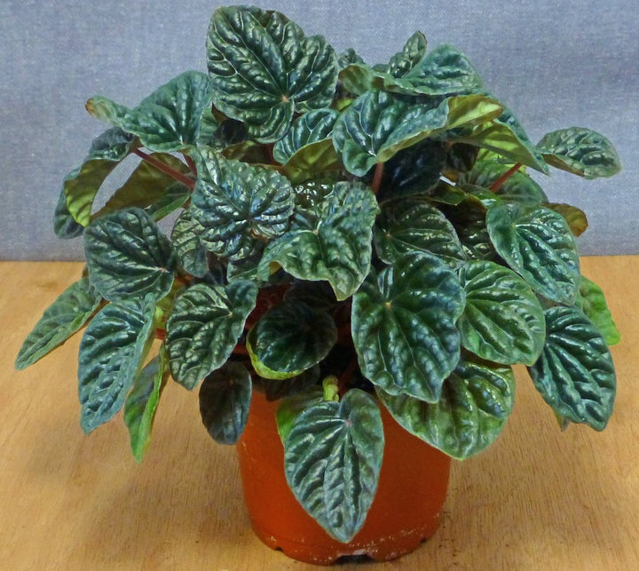 Peperomia vars
