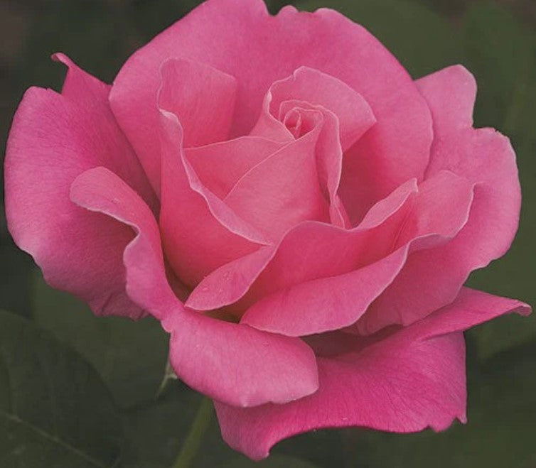 Rose Perfume Delight