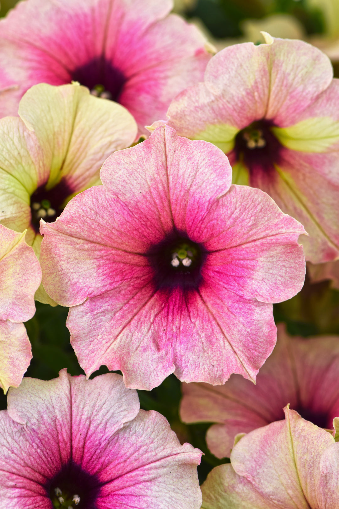 Petunia Crazytunia Rose Gold NEW 2025
