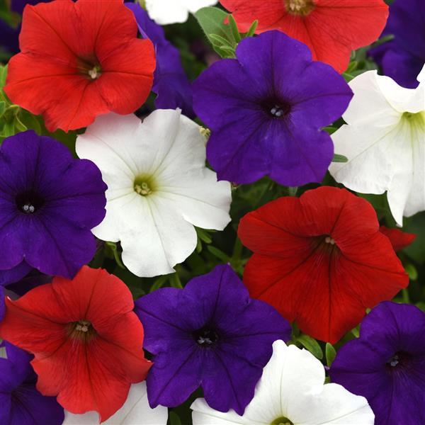 Petunia - Assorted Colors