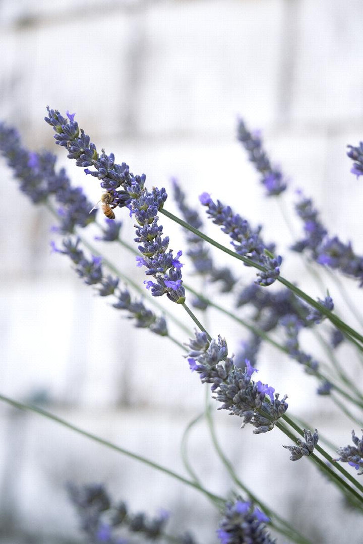 Phenomenal Lavender