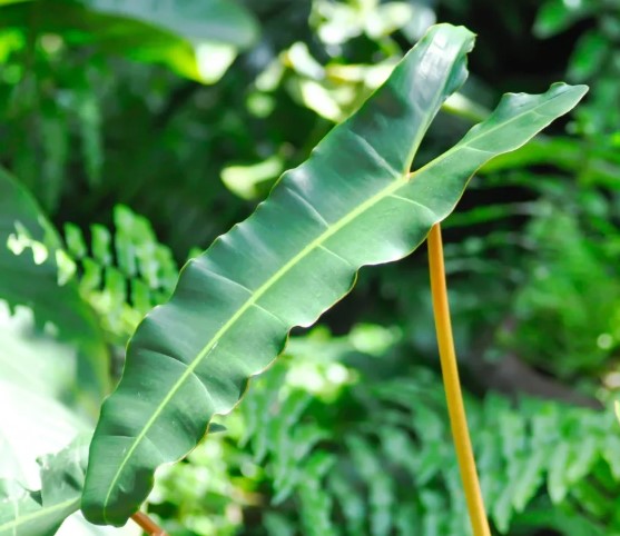 Philodendron Billietiae