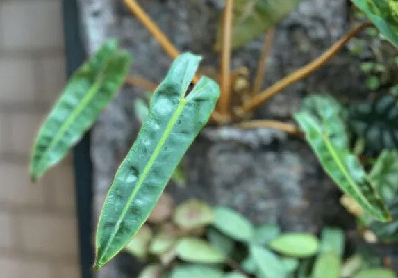 Philodendron Billietiae