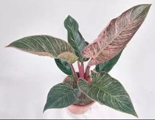 Philodendron 'Pink Bikini'