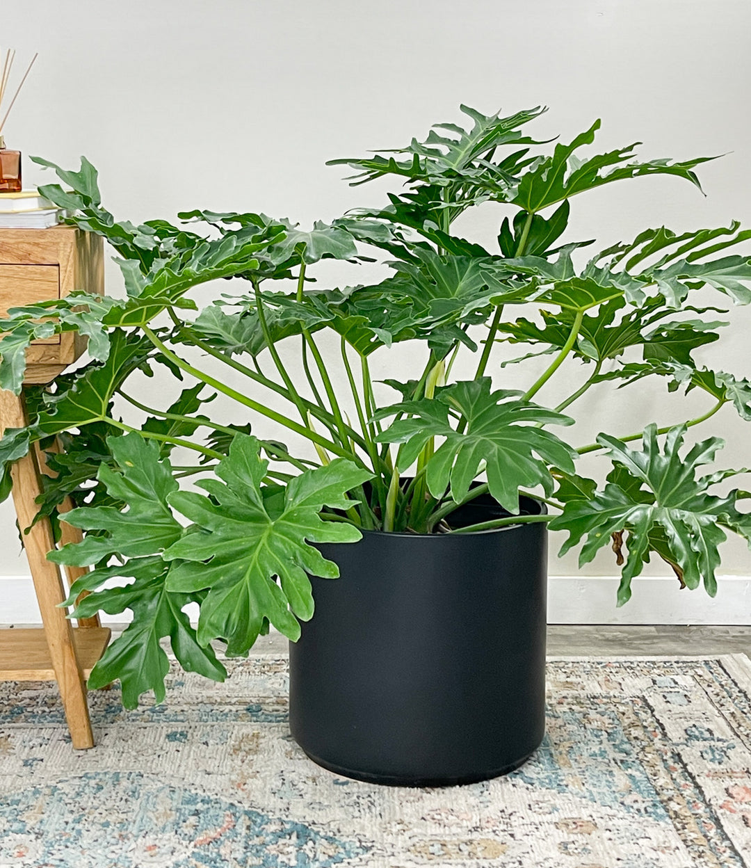 Philodendron SELLOUM