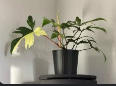 Philodendron 'Florida Ghost'