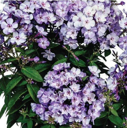 Flame® Garden Phlox
