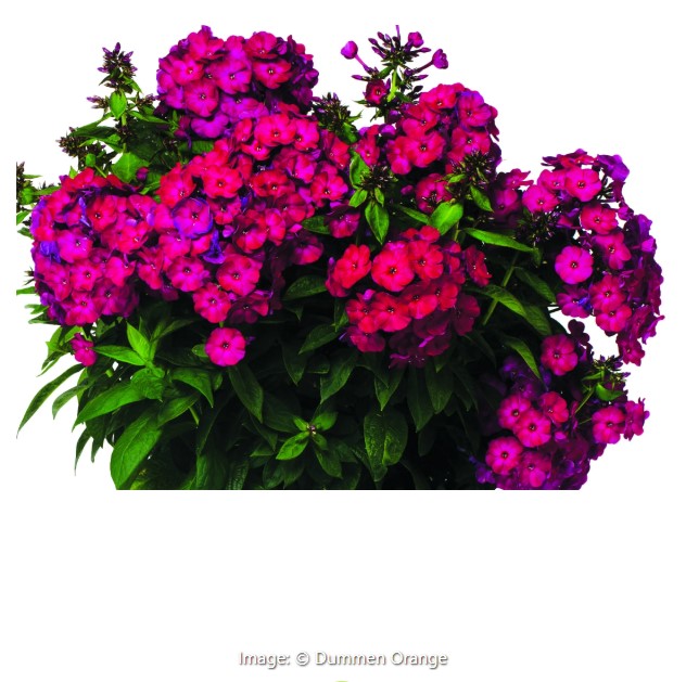 Flame® Garden Phlox