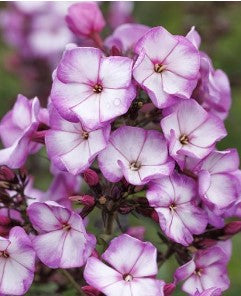 Sweet Summer™  Garden Phlox vars