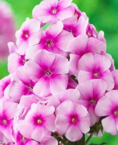 Sweet Summer™  Garden Phlox vars