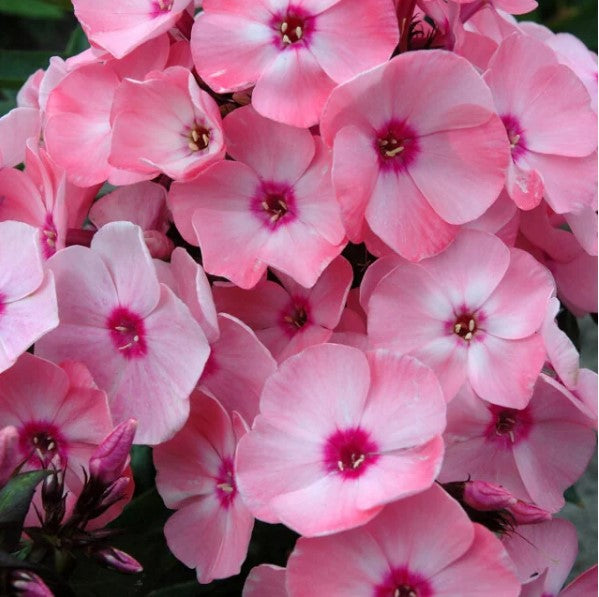 Sweet Summer™  Garden Phlox vars