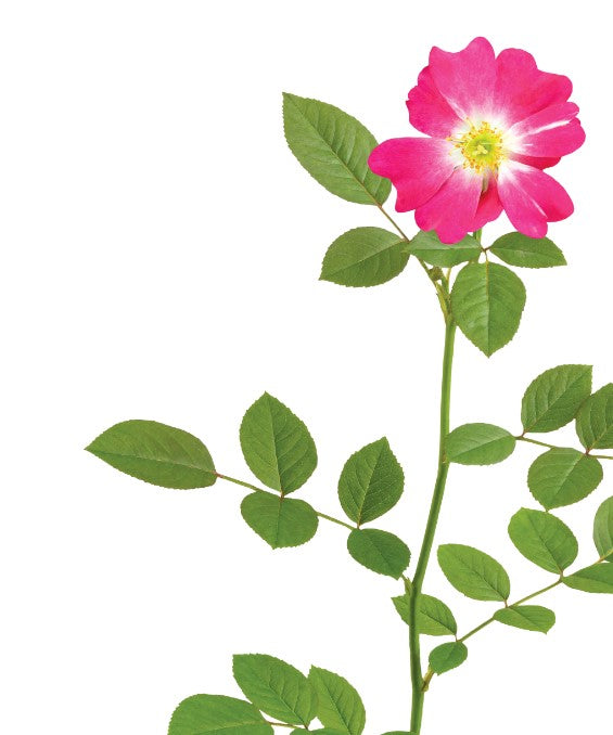 Drift - Rosa Drift® Rose