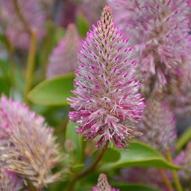 5" Fancy - Pink Mulla Mulla Joey 8's