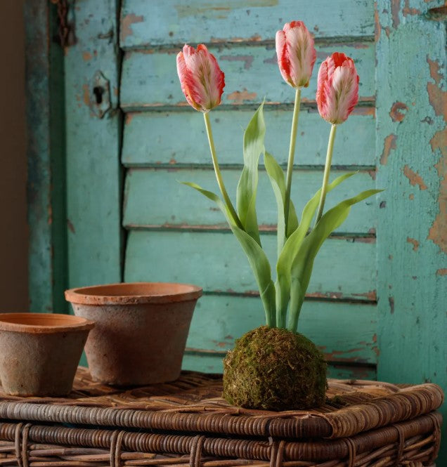 Decorative Flora in Moss Ball