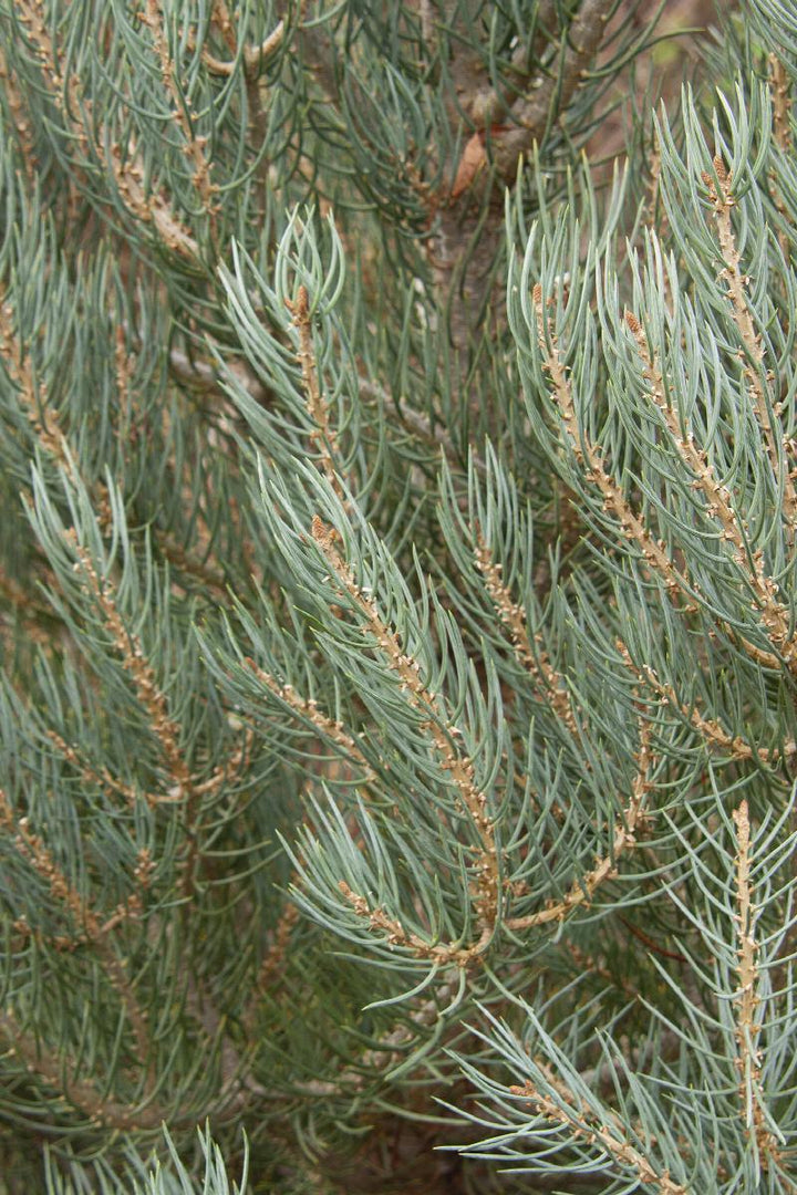 Singleleaf Pinon