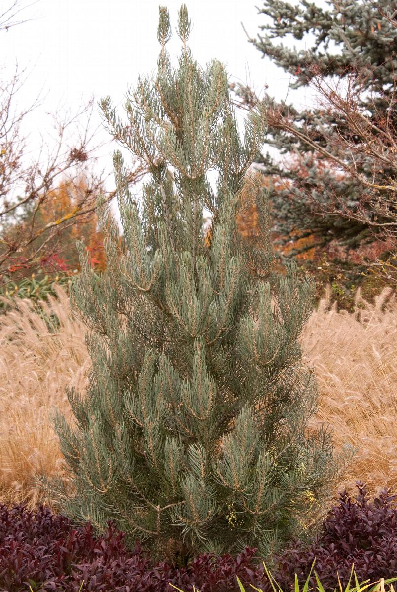 Singleleaf Pinon