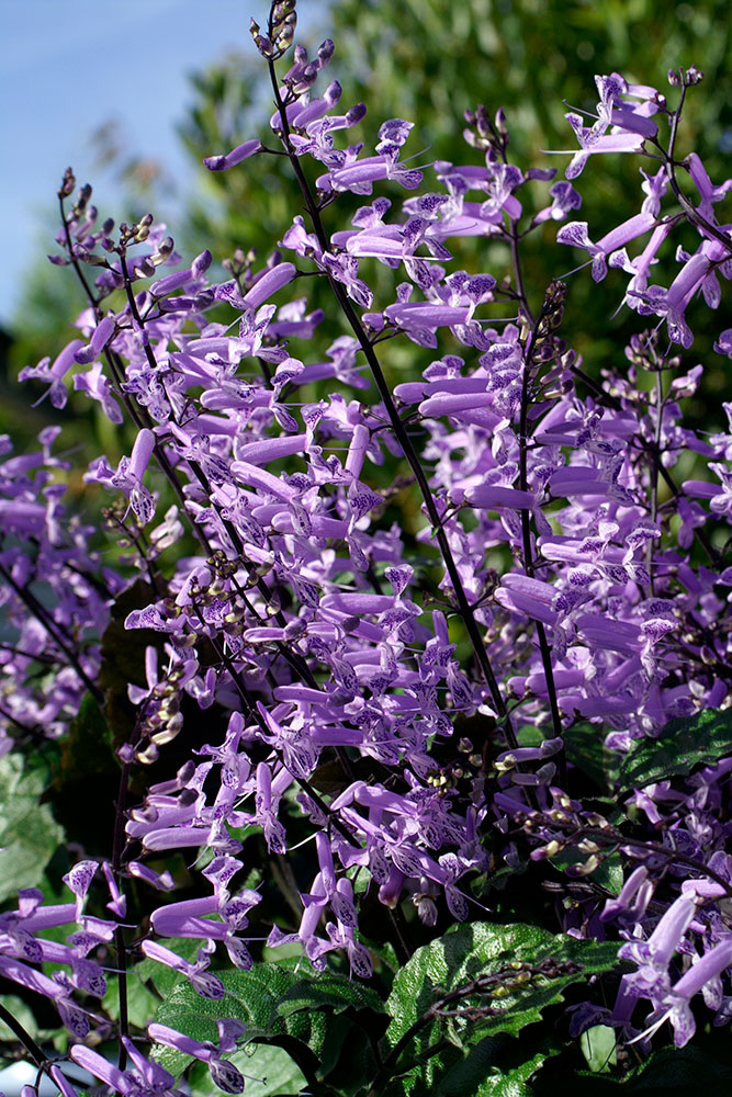 MONA LAVENDER PLECTRANTHUS