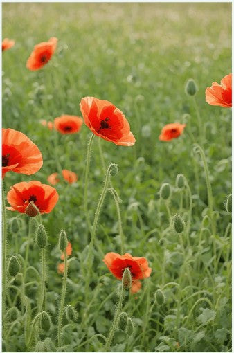 Corn Poppy Flower Seed Pkt