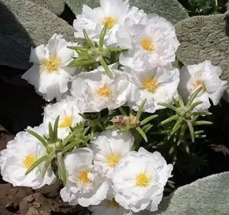Portulaca