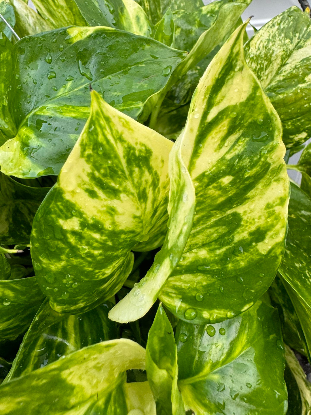 pothos plant ireland Pothos Patricio