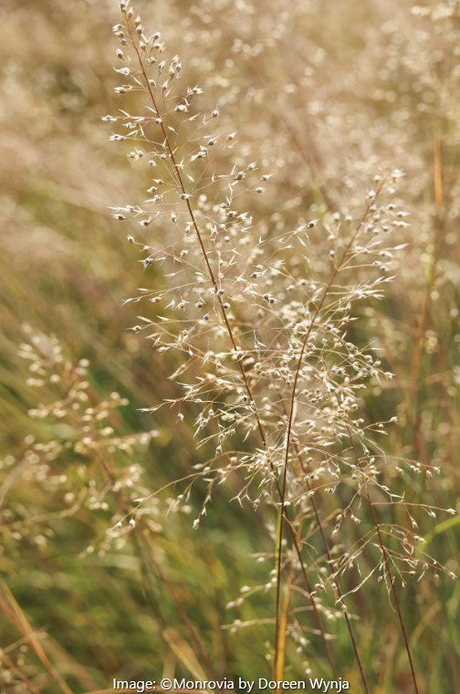 Prairie Dropseed