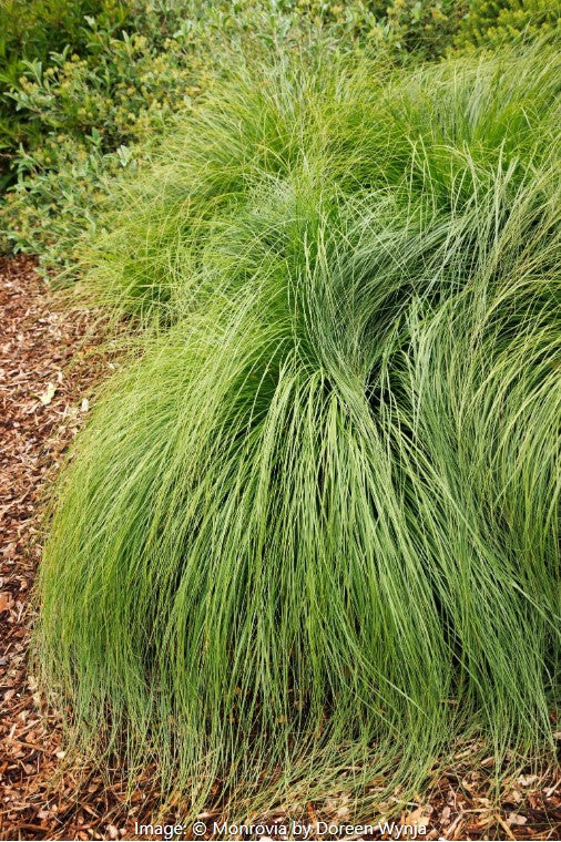 Prairie Dropseed