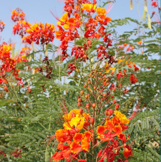 Pride of Barbados