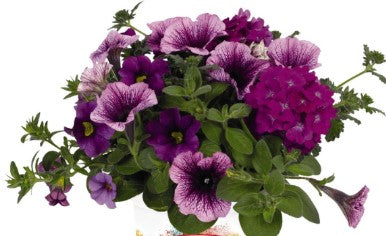 Purple Cleopatra Mix HB