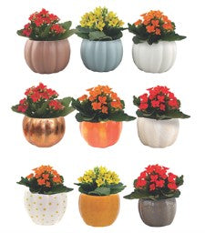 Indoor Garden varieties