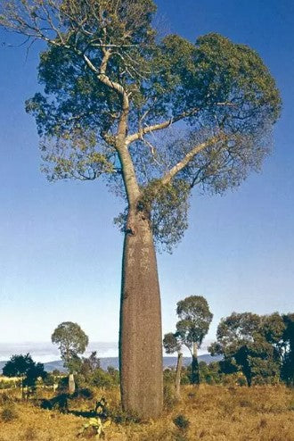 Queensland Bottle Tree