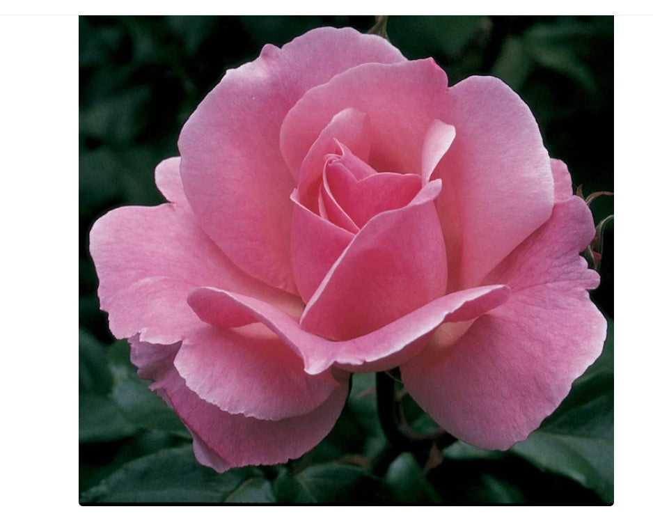 Queen Elizabeth Rose