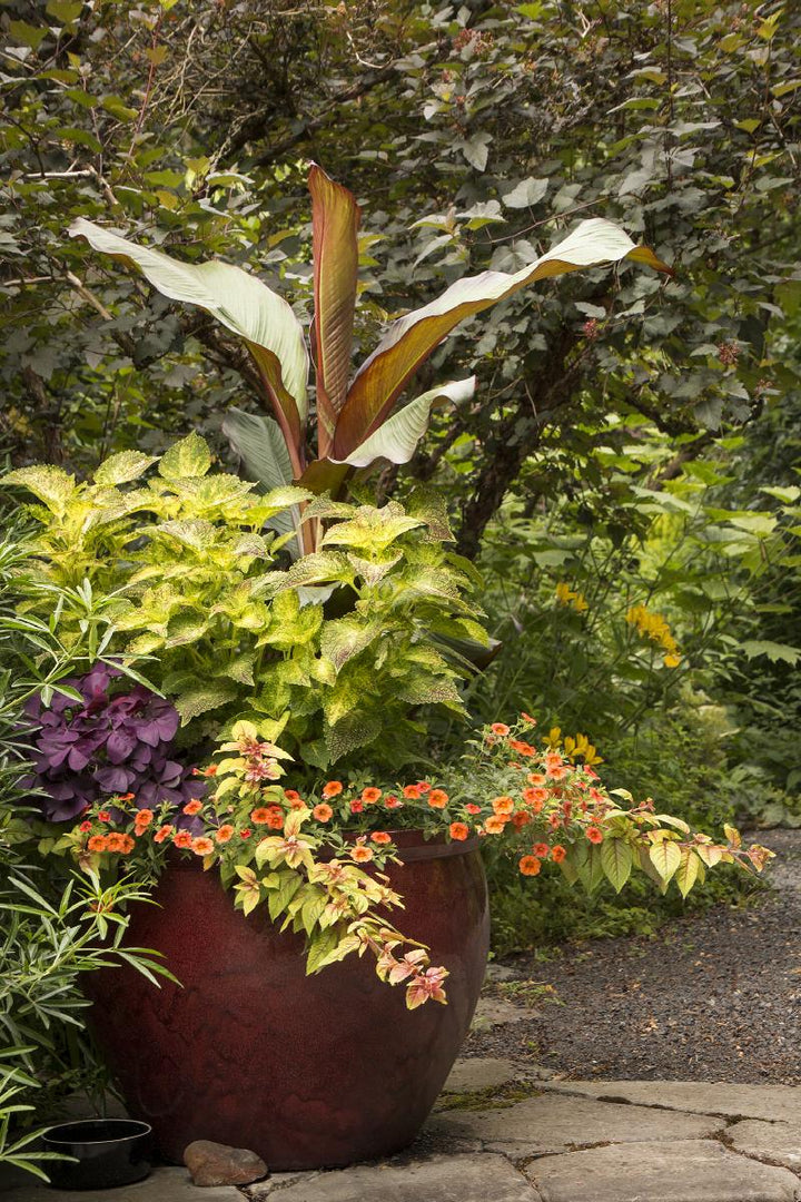 Red Leaved Banana