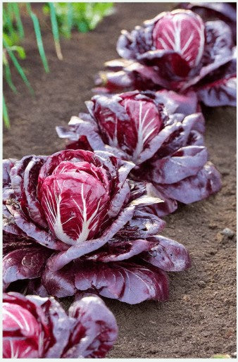 Radicchio Vegetable Seed Pkt