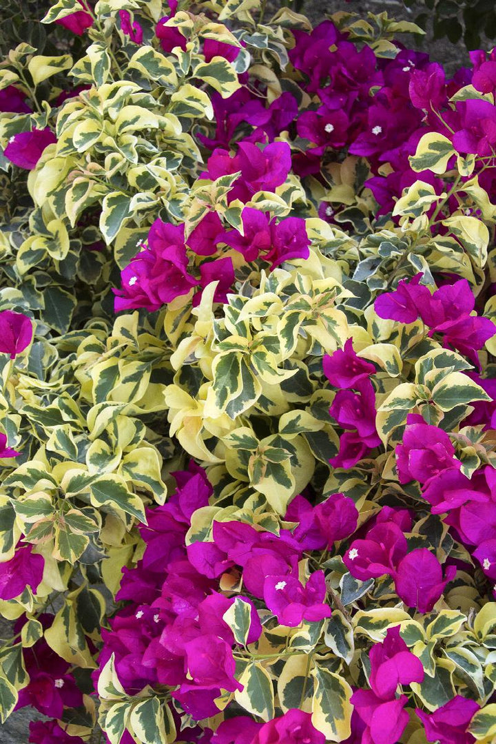 Raspberry Ice Bougainvillea