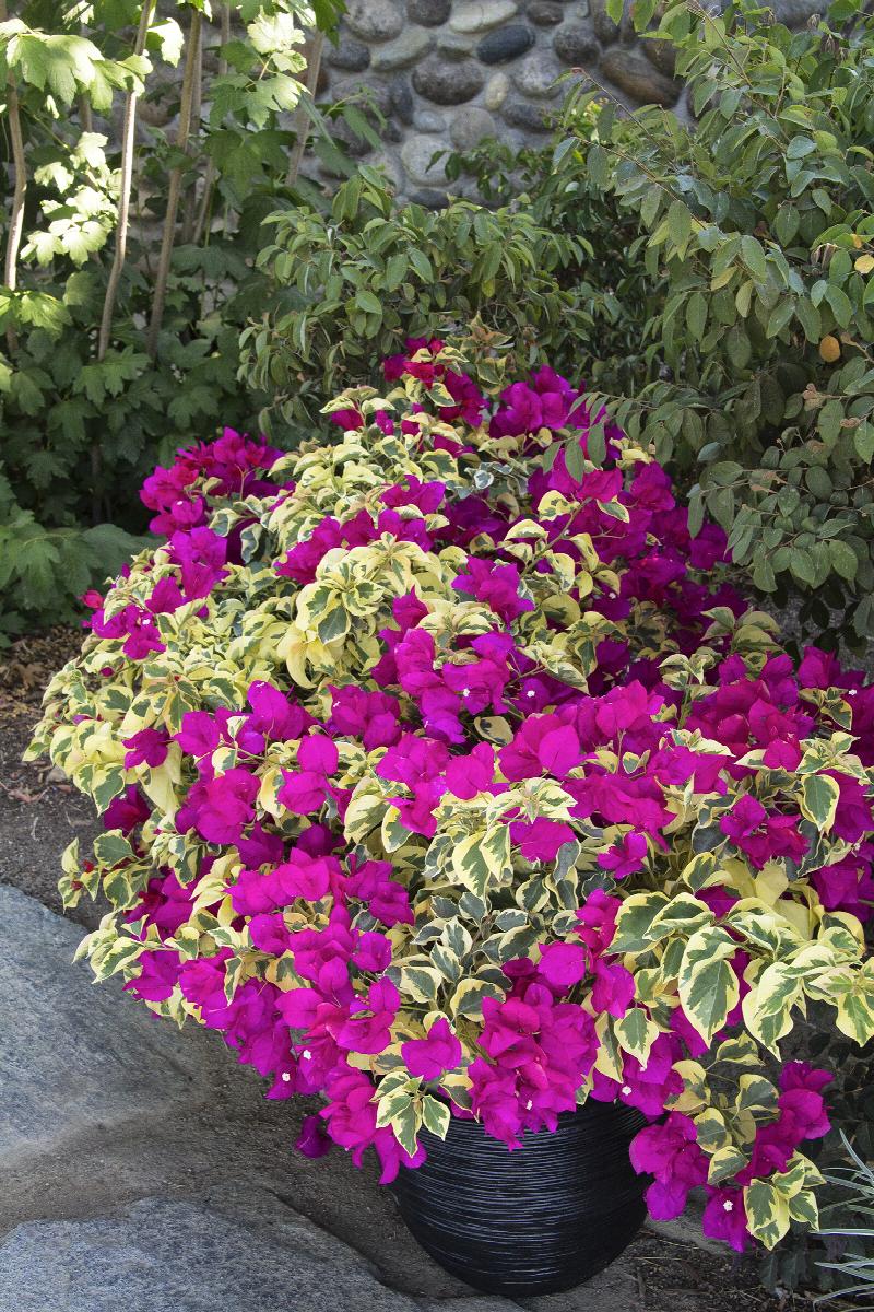 Raspberry Ice Bougainvillea