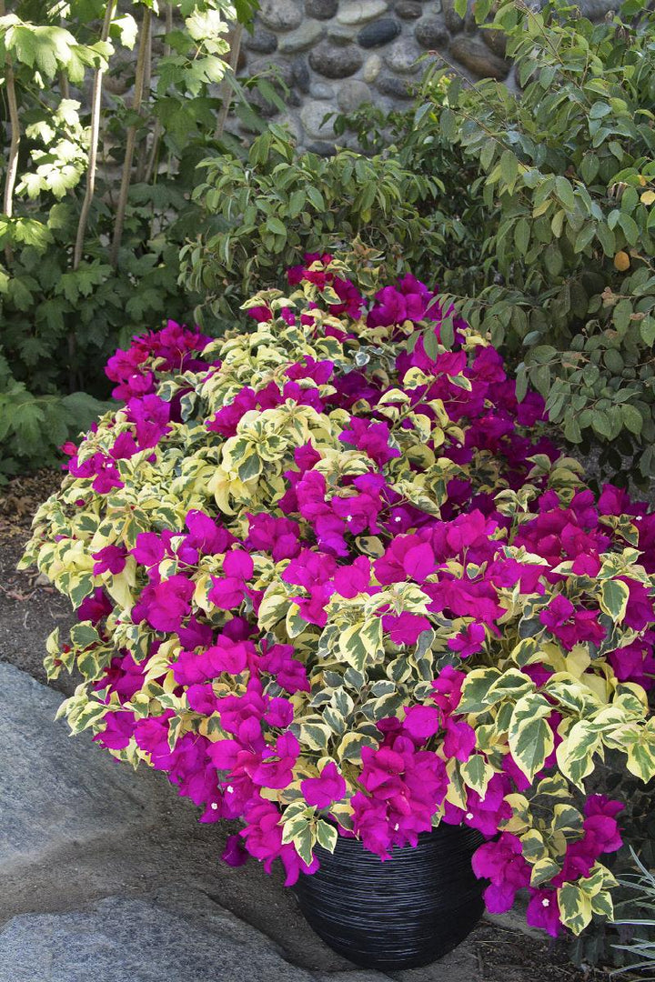 Raspberry Ice Bougainvillea