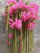 GOLDEN RAT TAIL CACTUS
