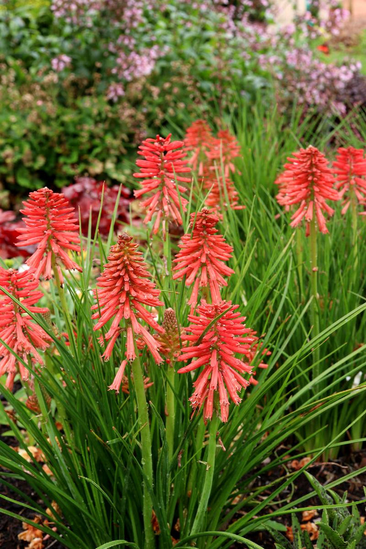 Poco™ Red Hot Poker