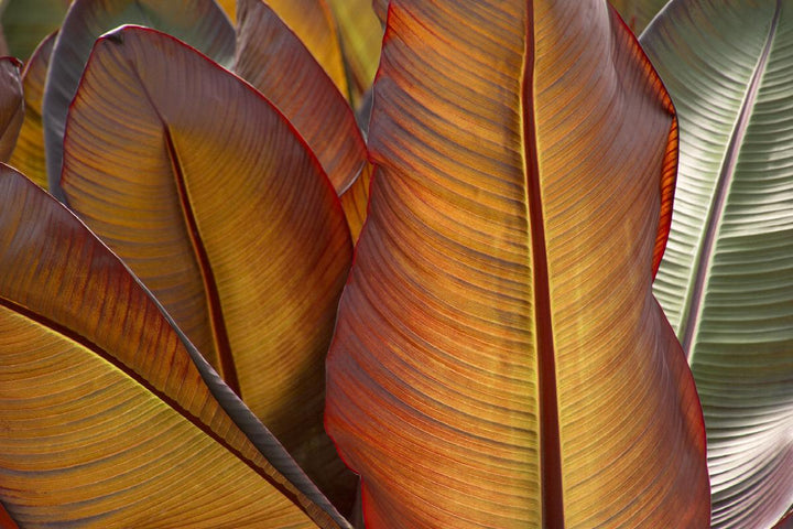 Red Leaved Banana