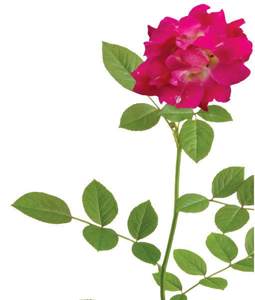 Drift - Rosa Drift® Rose