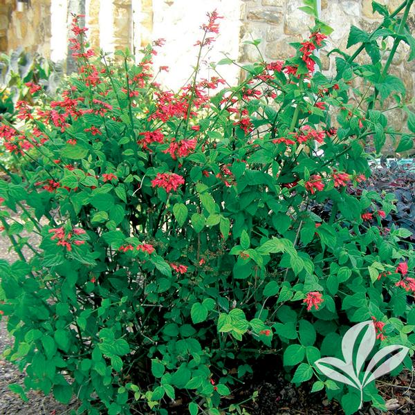 Red Rocket Firecracker Plant