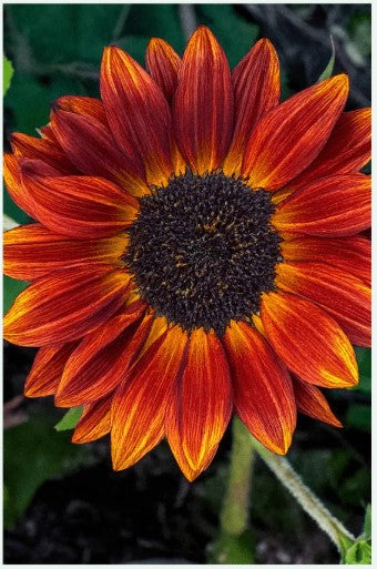Red Sunflower Seeds Pkt